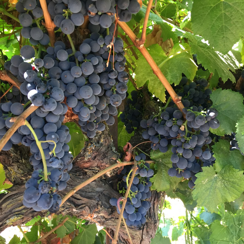 Mettler Zinfandel-winemaking-hwo to make wine-zinfandel-musto wine grape