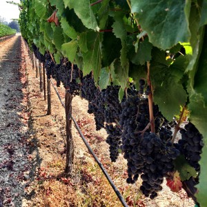 malbec_lanzamustovineyards