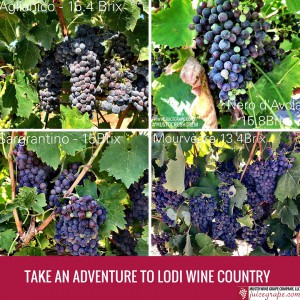 Instagram Post _Take an Adventure to Lodi Wine Country