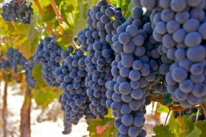 grapes on vine image