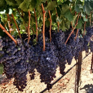 petite sirah_8916