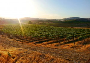 vineyard image with good sunlight