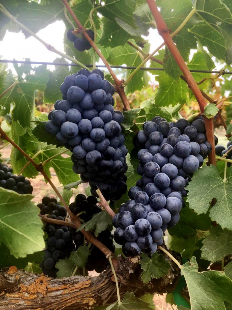 Paso Robles Merlot Harvest Musto Wine Grape Company, LLC. BlogMusto