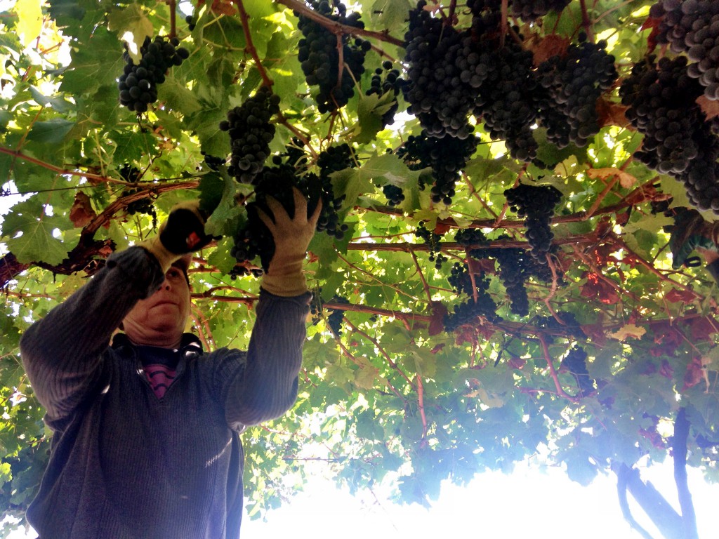 wine grapes from chile Archives Musto Wine Grape Company, LLC
