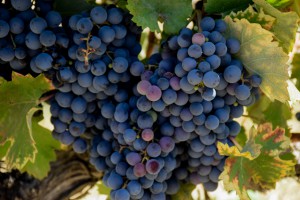 Grapes in South Arican Wineyard 2015