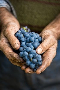 Farmers hands with cluster of grapes, farming and winemaking concept