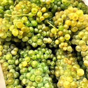 sauvignon blanc_chile_musto wine grape_winemaker_winemaking