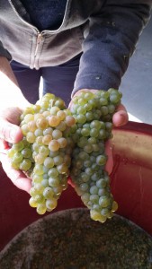 sauvignon blanc_chile_musto wine grape_winemaker_winemaking