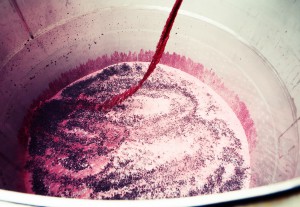 As part of the winemaking process, the pressed grape juice runs into a stainless steel holding tank where it will be gently aerated.