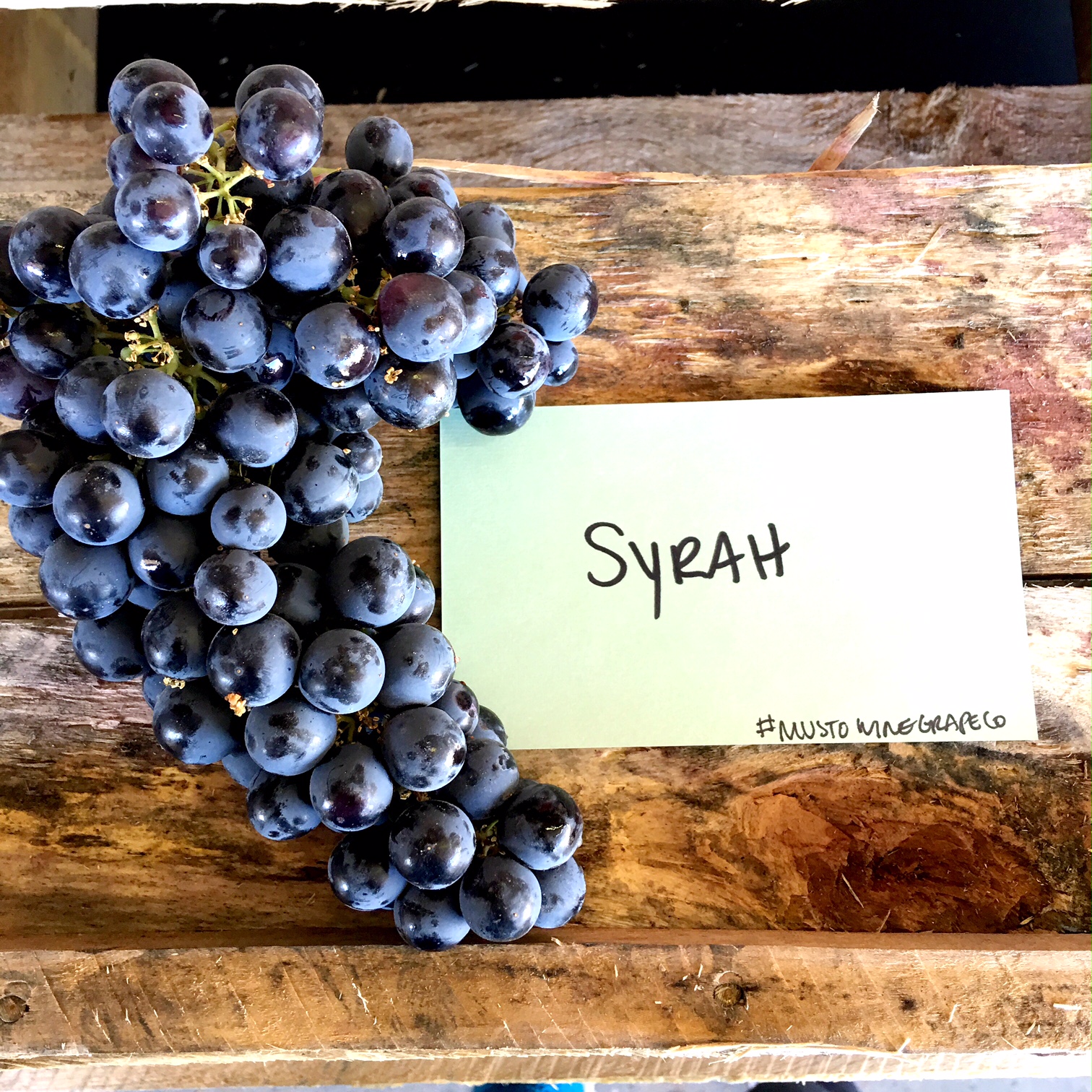 Chilean Wine Grape Update Arrivals & In Stock Musto Wine Grape