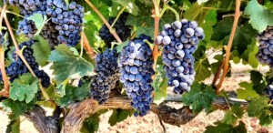 lanza_petite sirah_080717