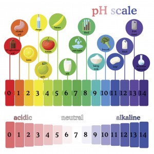 pH scale diagram with corresponding acidic or alcaline values for common substances, food, household chemicals . Litmus paper color chart. Colorful vector illustration in flat style isolated on white background.