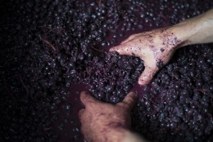 Grapes are crushed by hand