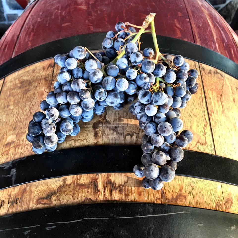 merlot on barrel