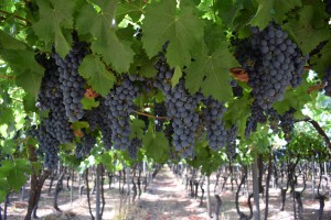 Red Grapes Hanging