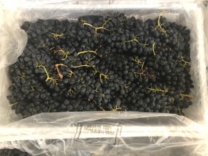 south african shiraz- wine- winemaking - how to make wine