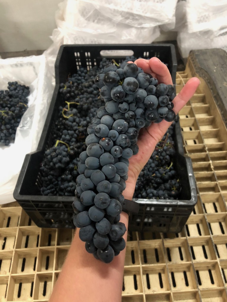 How much wine will a case of wine grapes make from Chile or South