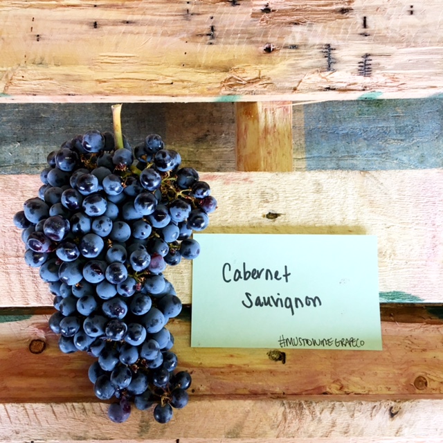 musto wine grape chilean cabernet sauvignon grapes for winemaking for wineries and home winemakers