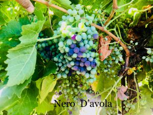 Nero D'avola_Italian California Wine Grapes_Musto Wine Grape_Winemaking