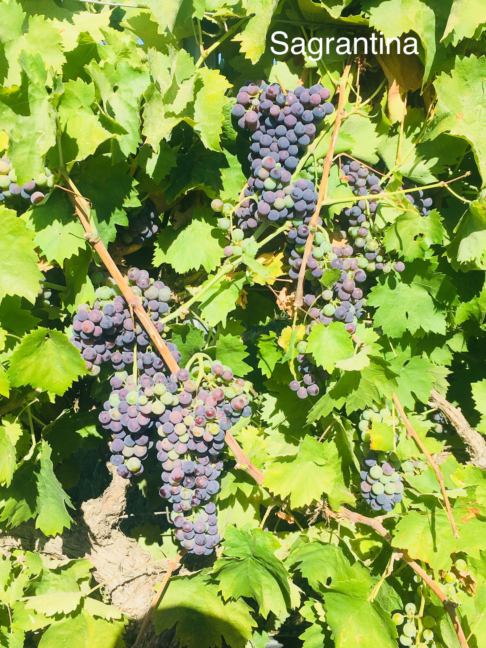 sagrantino_italian california wine grapes_musto wine grape_wine