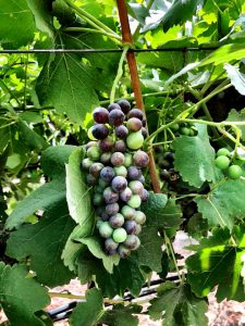 Musto Wine Grape-home winemaking-how to make wine- winemakerMusto Wine Grape-home winemaking-how to make wine- winemaker
