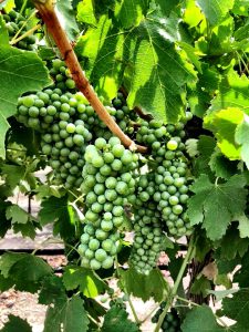 Musto Wine Grape-home winemaking-how to make wine- winemaker