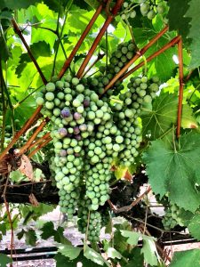 Musto Wine Grape-home winemaking-how to make wine- winemaker