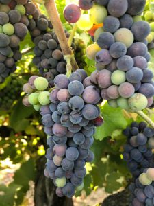 Pinot Noir_Musto Wine Grape_Home Winemaking_Lodi Pinot Noir_Winemaker_Winemaking