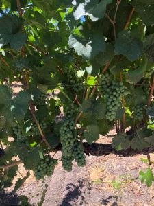 Pinot Noir_Musto Wine Grape_Home Winemaking_Paso Robles_Winemaker_Winemaking