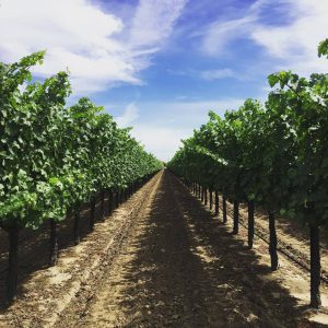 Musto Wine Grape Harvest Update – Brix Levels, Harvest Dates, and Delivery Dates