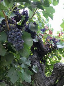 Ancient Vine Wine Grapes for Home Winemaking from Musto Wine Grape Co.