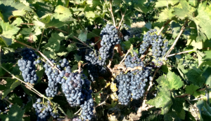 Winemaking_Old Vine Zinfandel_Musto Wine Grape