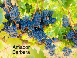 Amador_Winemaking Grapes_Barbera