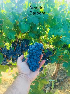 Amador_Winemaking Grapes_Barbera_2