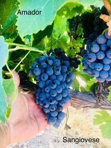 Amador_Winemaking Grapes_Sangiovese