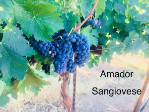 Amador_Winemaking Grapes_Sangiovese_2