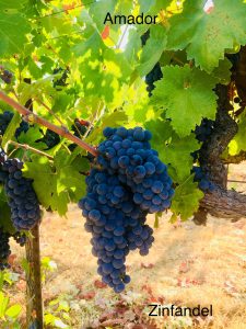 Amador_Winemaking Grapes_Zinfandel