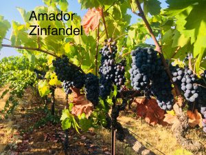 Amador_Winemaking Grapes_Zinfandel_2