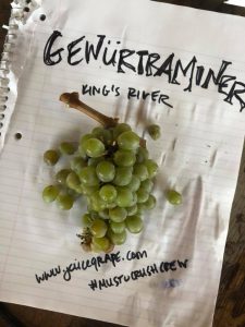 Musto Wine Grape_How to make wine_Gewurztraminer_winemaking