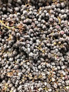 tempranillo_how to make wine_musto wine grape