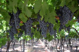 musto wine grape_chilean wine_chilean wine grapes_Red Grapes Hanging