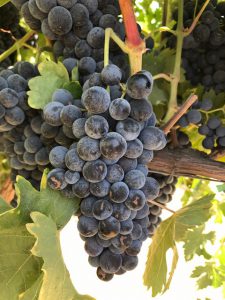 tempranillo_wine grapes_winemaking_home winemaking_homemade wine_musto wine grape