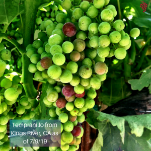 tempranillo_wine grapes_winemaking_home winemaking_homemade wine_musto wine grape