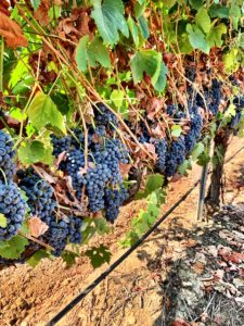 touriga nacional-winemaking grapes-winemaking