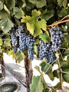 winemaking-wine grapes-how to make wine- how to make wine from grapes