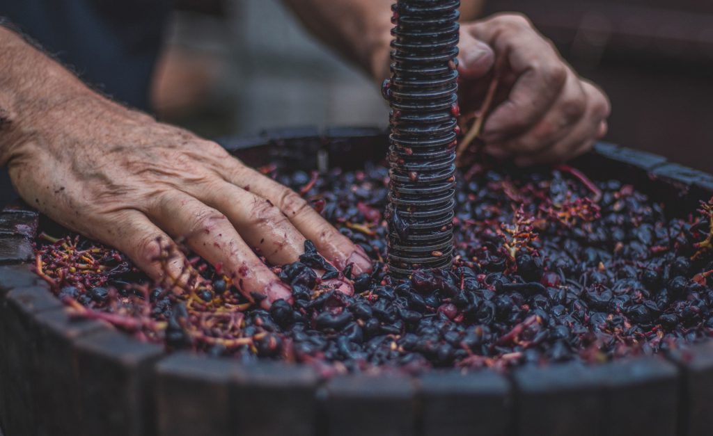 pressing wine grapes