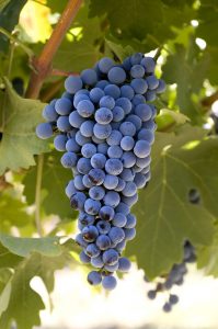 Cabernet Sauvignon - wine - winemaking - how to make wine