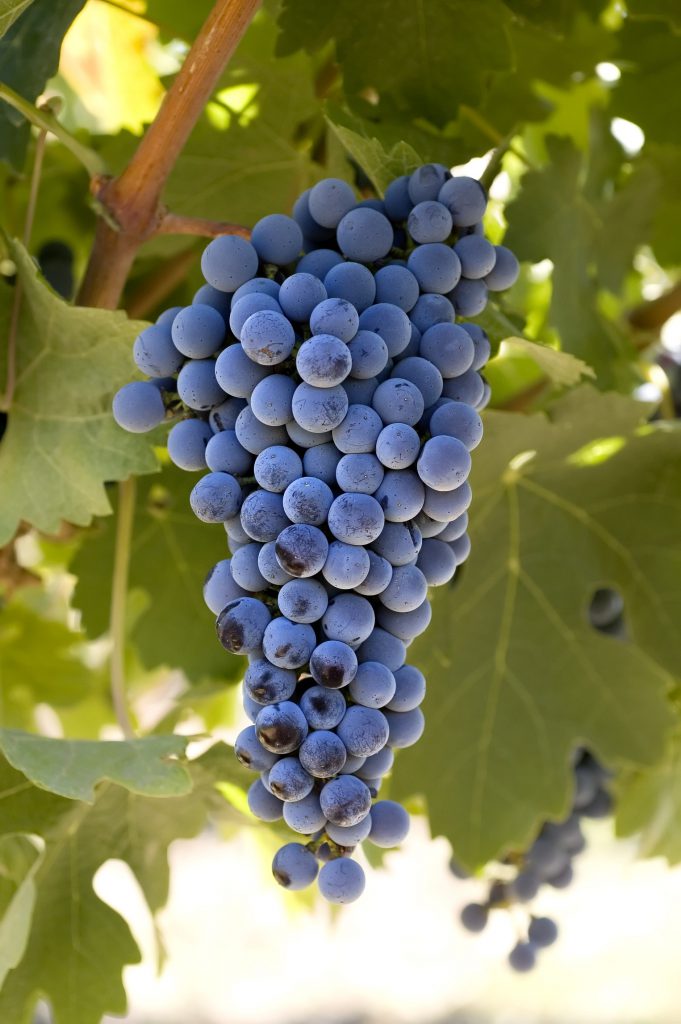 Cabernet Sauvignon - wine - winemaking - how to make wine