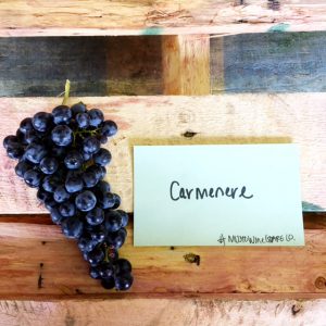 chilean wine- carmenere - winemaking -how to make wine