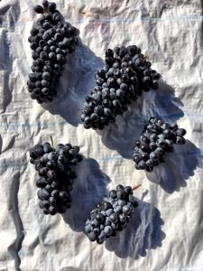 pinotage-how to make wine